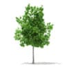CGAxis Models Volume 67 Trees VII - Image 32