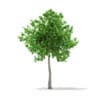 CGAxis Models Volume 67 Trees VII - Image 33