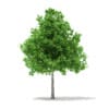 CGAxis Models Volume 67 Trees VII - Image 34