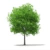 CGAxis Models Volume 67 Trees VII - Image 36
