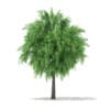 CGAxis Models Volume 67 Trees VII - Image 37