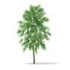 CGAxis Models Volume 67 Trees VII - Image 38