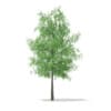 CGAxis Models Volume 67 Trees VII - Image 39