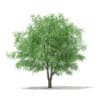 CGAxis Models Volume 67 Trees VII - Image 40