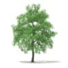 CGAxis Models Volume 67 Trees VII - Image 41
