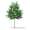 CGAxis Models Volume 67 Trees VII - Image 43