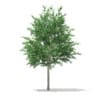 CGAxis Models Volume 67 Trees VII - Image 44