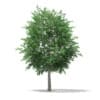 CGAxis Models Volume 67 Trees VII - Image 45