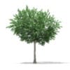 CGAxis Models Volume 67 Trees VII - Image 46