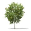 CGAxis Models Volume 67 Trees VII - Image 49
