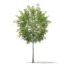 CGAxis Models Volume 67 Trees VII - Image 50