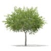CGAxis Models Volume 67 Trees VII - Image 51
