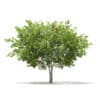 CGAxis Models Volume 67 Trees VII - Image 52