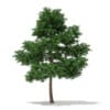 3d Scots Pine Tree