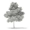 3d Scots Pine Tree