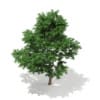 3d Scots Pine Tree