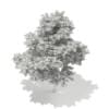 3d Scots Pine Tree