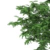 3d Scots Pine Tree