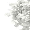 3d Scots Pine Tree