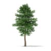 3d Scots Pine Tree