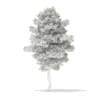 3d Scots Pine Tree