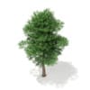 3d Scots Pine Tree