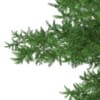 3d Scots Pine Tree