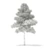 3d Scots Pine Tree