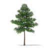 3d Scots Pine Tree