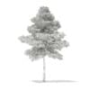 3d Scots Pine Tree