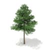 3d Scots Pine Tree
