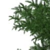 3d Scots Pine Tree