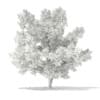 3d Scots Pine Tree