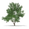 3d Scots Pine Tree