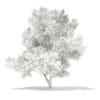3d Scots Pine Tree