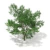 3d Scots Pine Tree