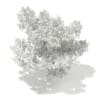 3d Scots Pine Tree