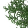 3d Scots Pine Tree