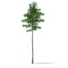 3d Scots Pine Tree