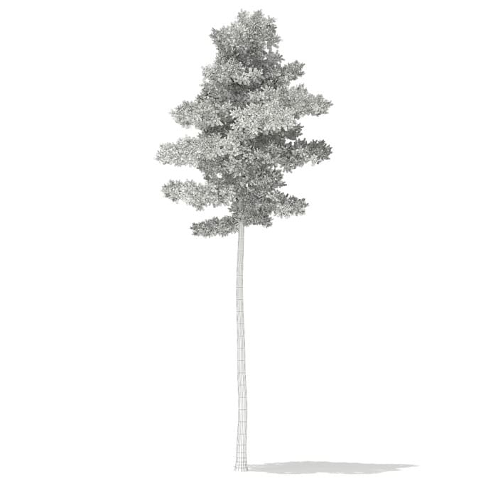 3d Scots Pine Tree
