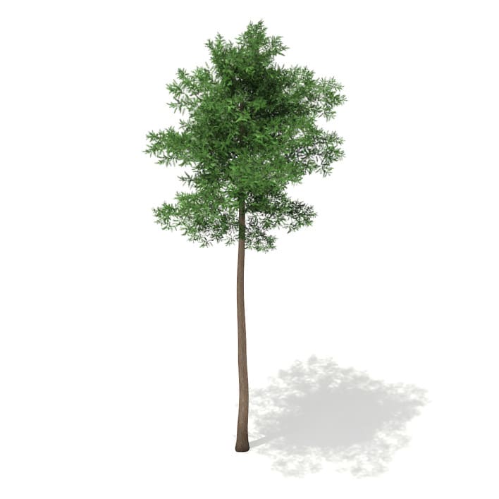 3d Scots Pine Tree