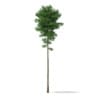 3d Scots Pine Tree