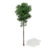 3d Scots Pine Tree