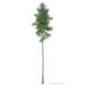 3d Scots Pine Tree