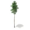 3d Scots Pine Tree