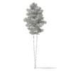 3d Scots Pine Tree