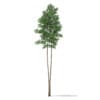 3d Scots Pine Tree