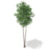 3d Scots Pine Tree