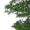 3d Scots Pine Tree