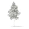 3d Scots Pine Tree